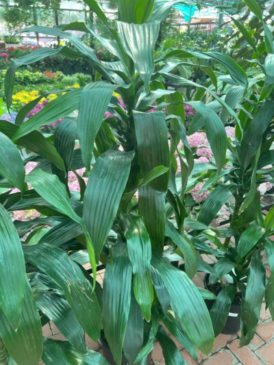 stunning houseplant - corn plant