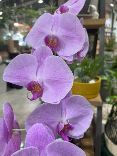 stunning houseplants - orchids