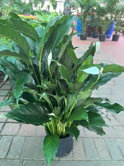 stunning houseplant - peace lily