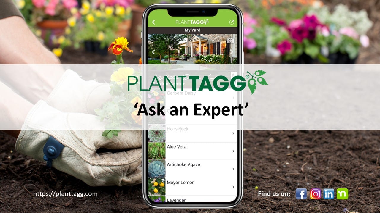 Ask an Expert Overview