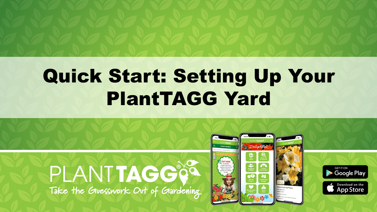 Setting Up Your Yard