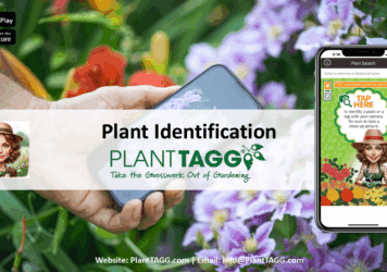 Plant Identification Overview Video