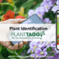 Plant Identification Overview Video
