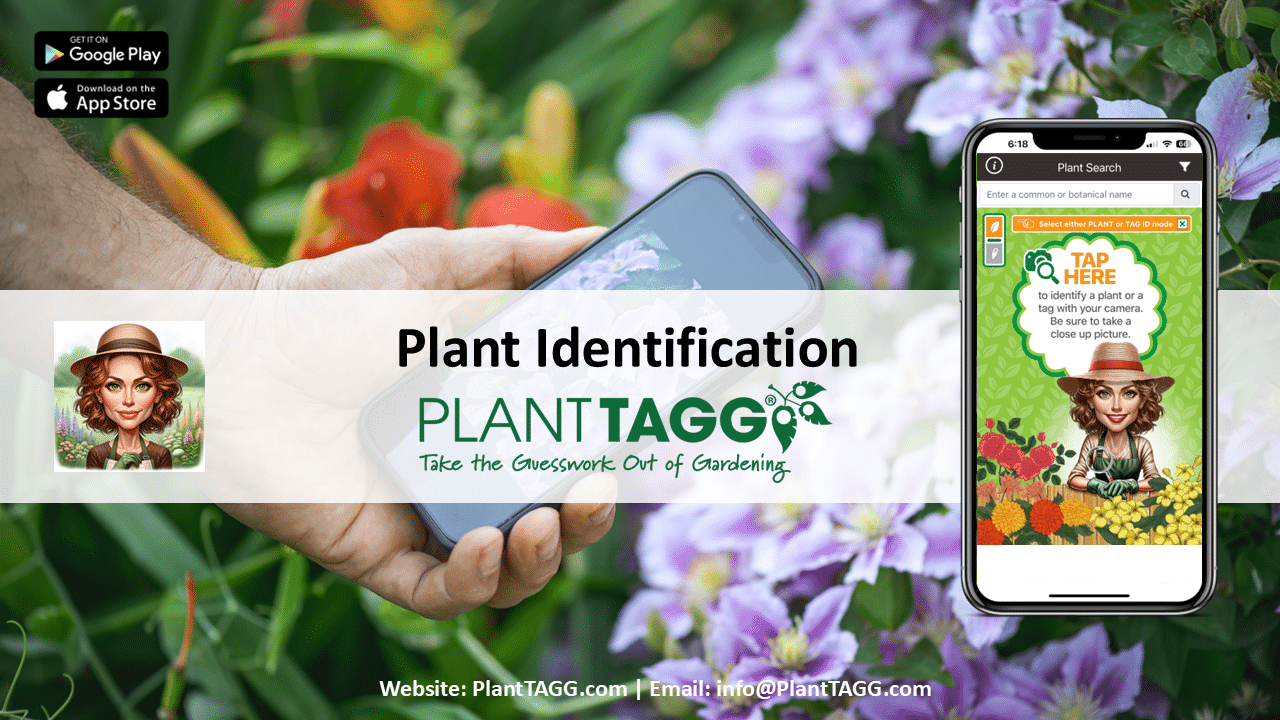 Plant Identification Overview Video