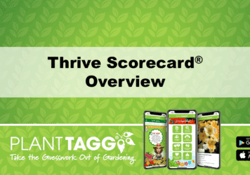 Thrive Scorecard Overview Video