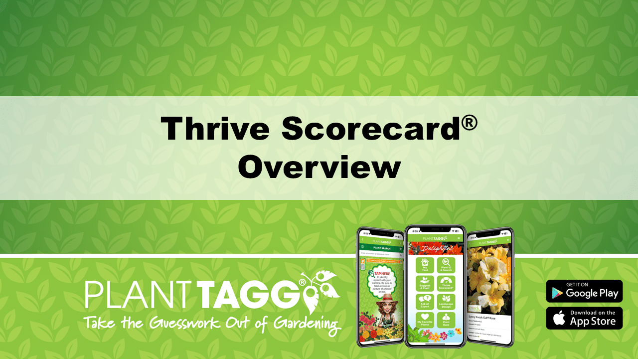 Thrive Scorecard Overview Video