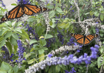 native plants and butterflies
