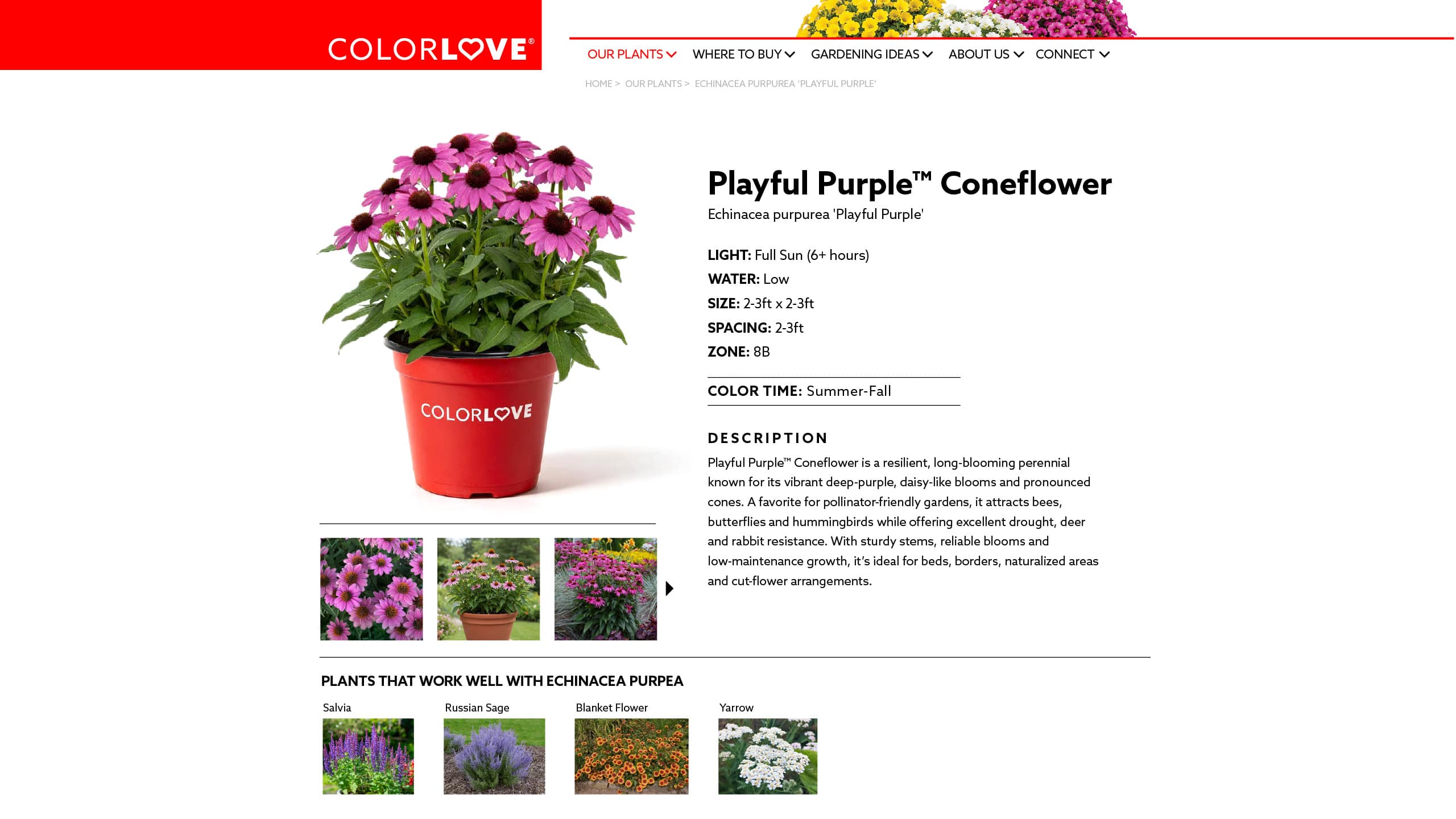 Playful Purple Coneflower — ColorLove plant page