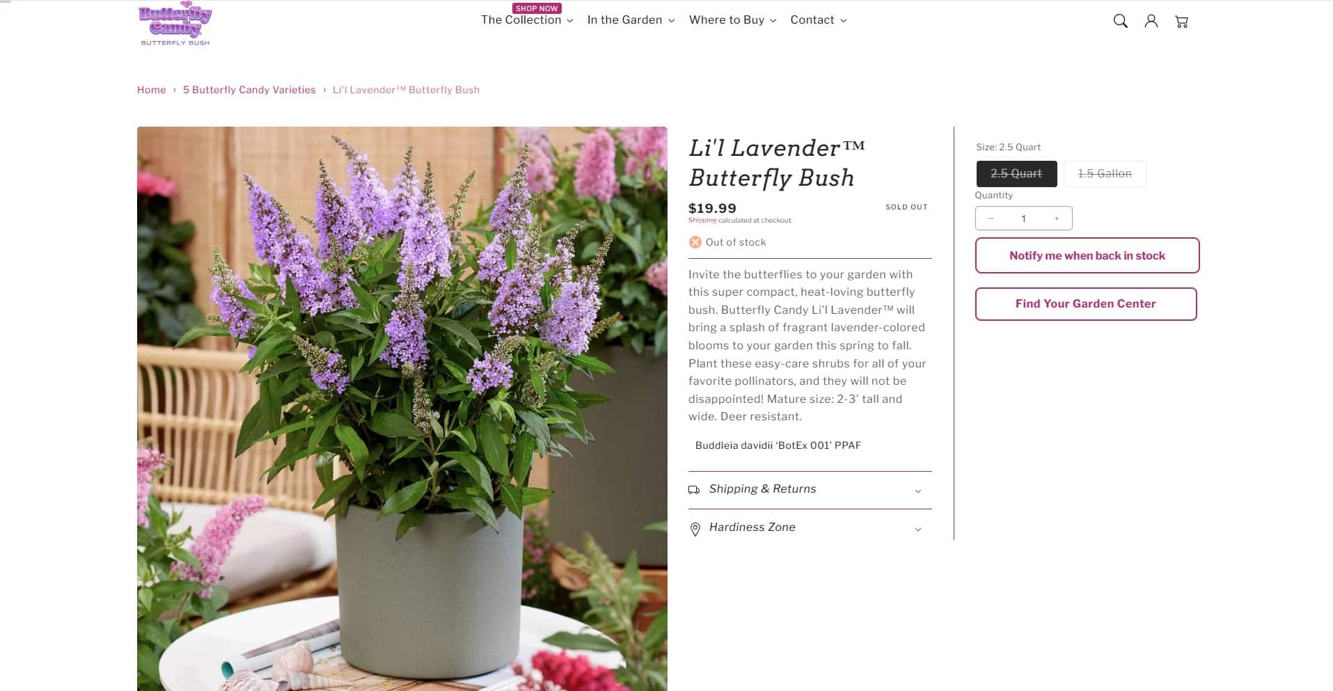 Li'l Lavender Butterfly Bush — Butterfly Candy product page